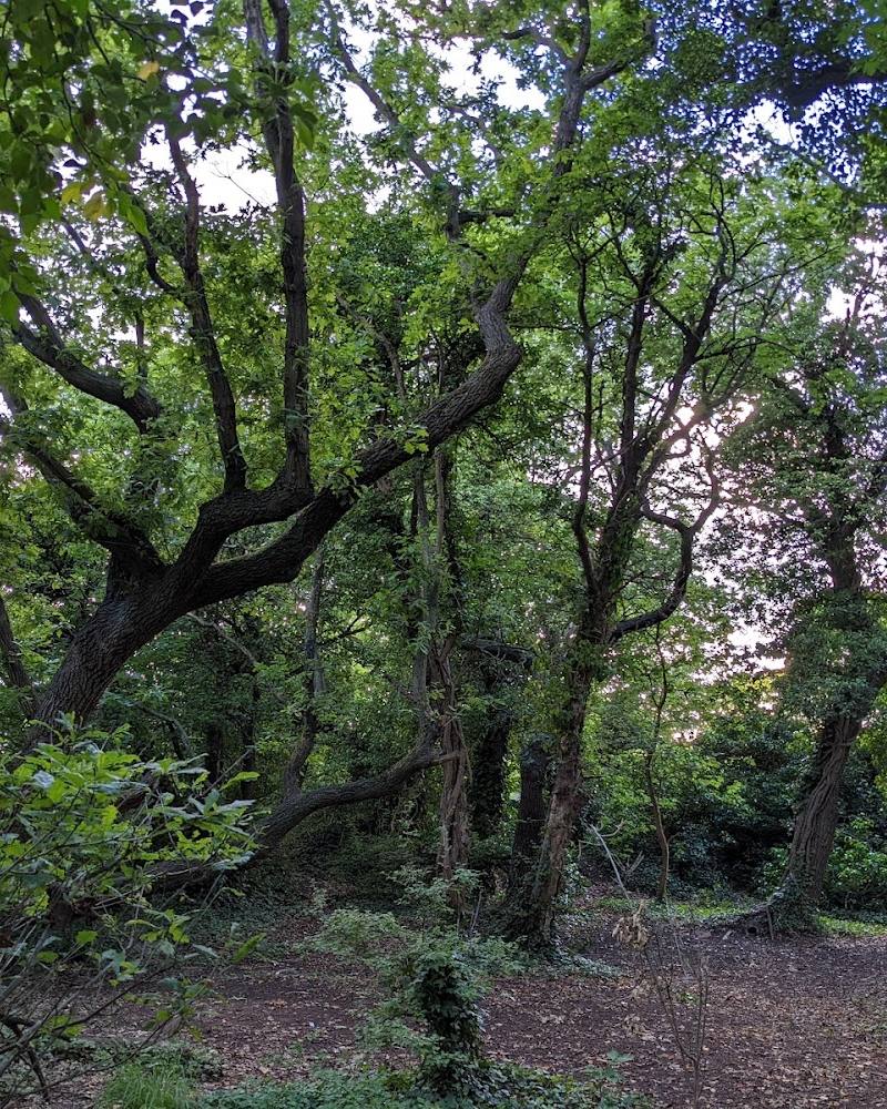 Mill Wood, Chafford Gorges — Source image