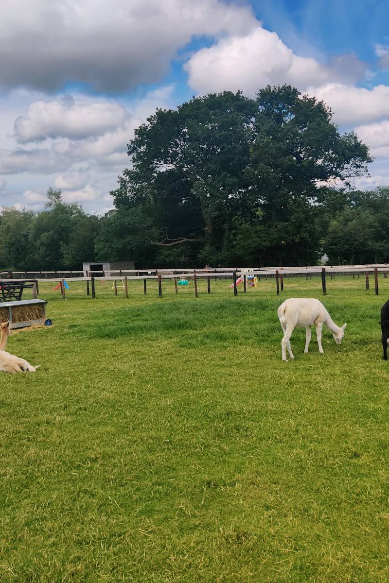Mini Meadows farm