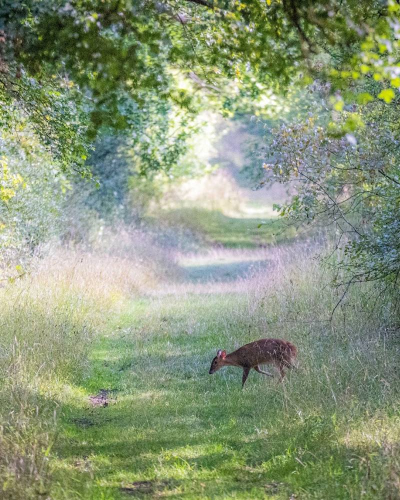 Monks Wood National Nature Reserve — Source image