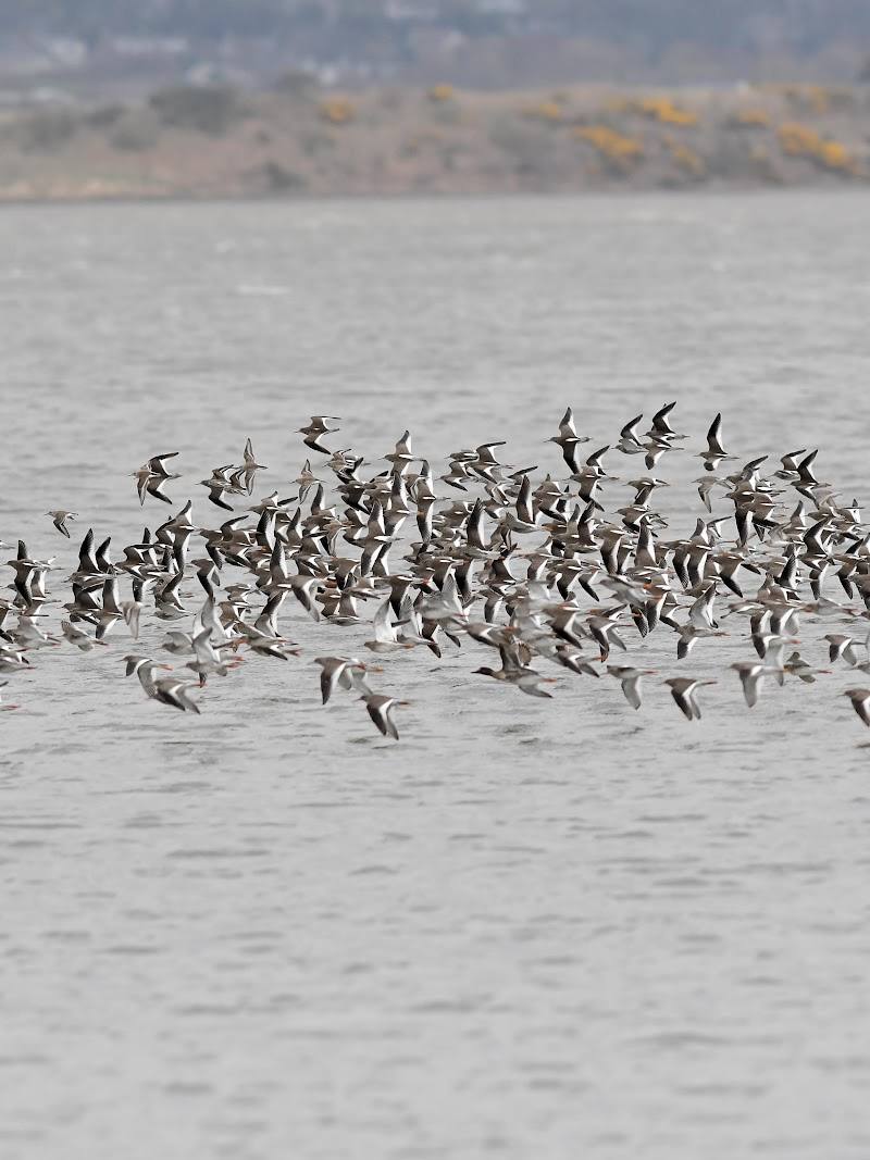 Montrose Basin, Wigeon Bird Hide