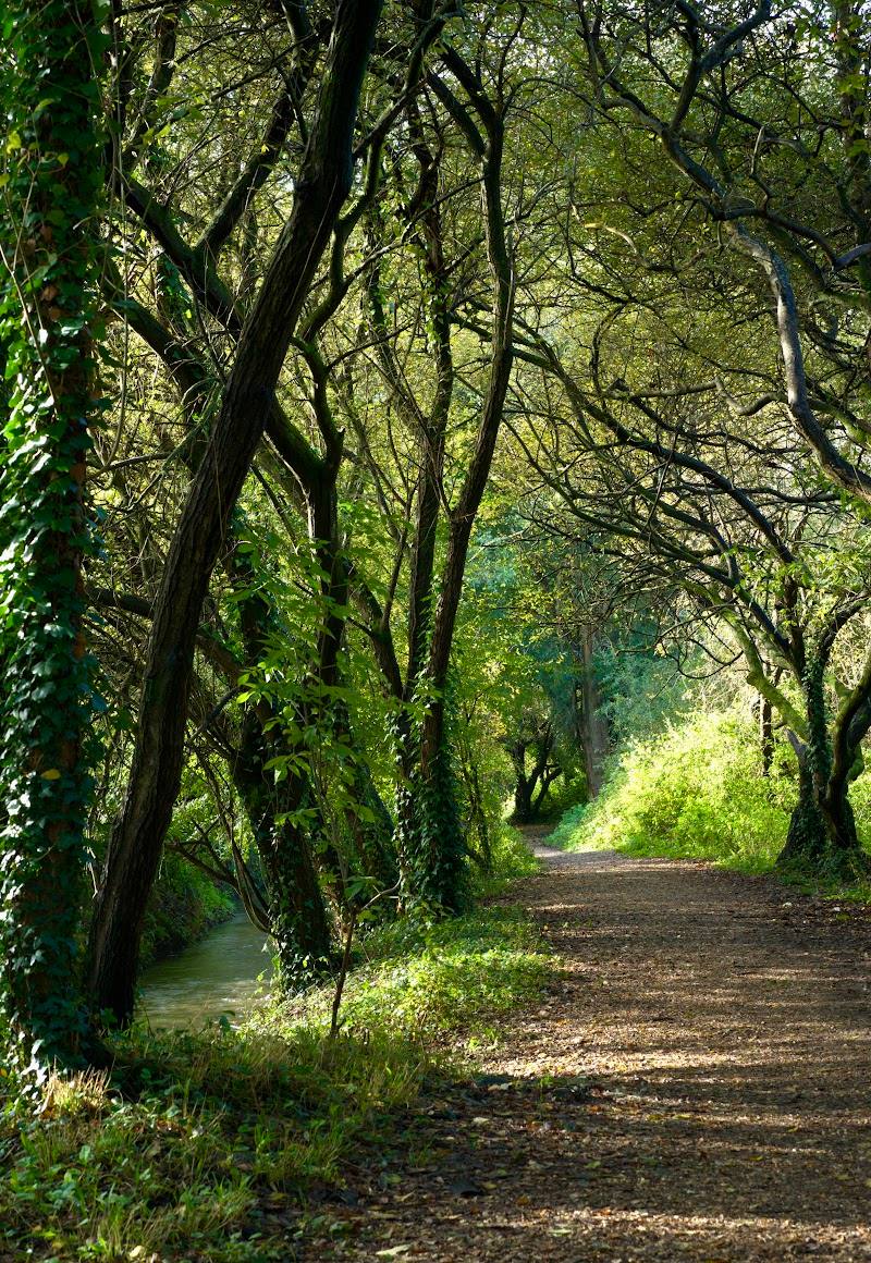 Mudeford Woods — Place photograph