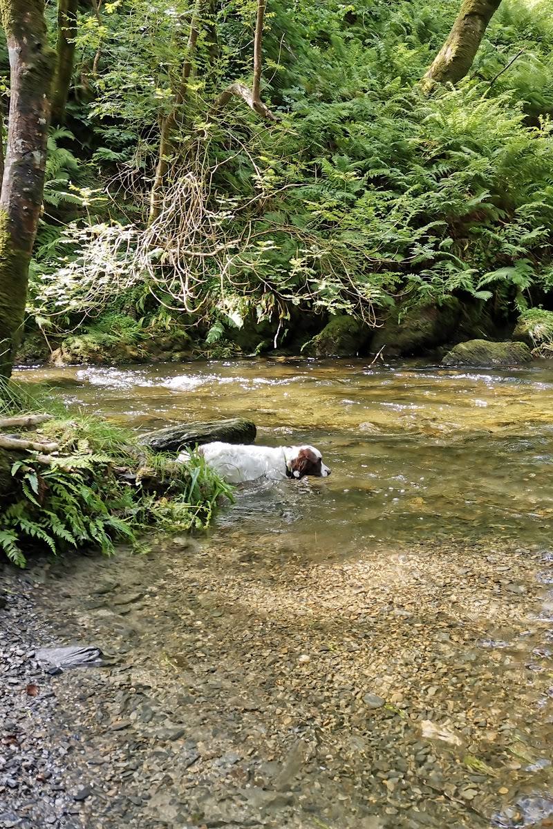 Dolgoch Falls — Place photograph (2 of 3)