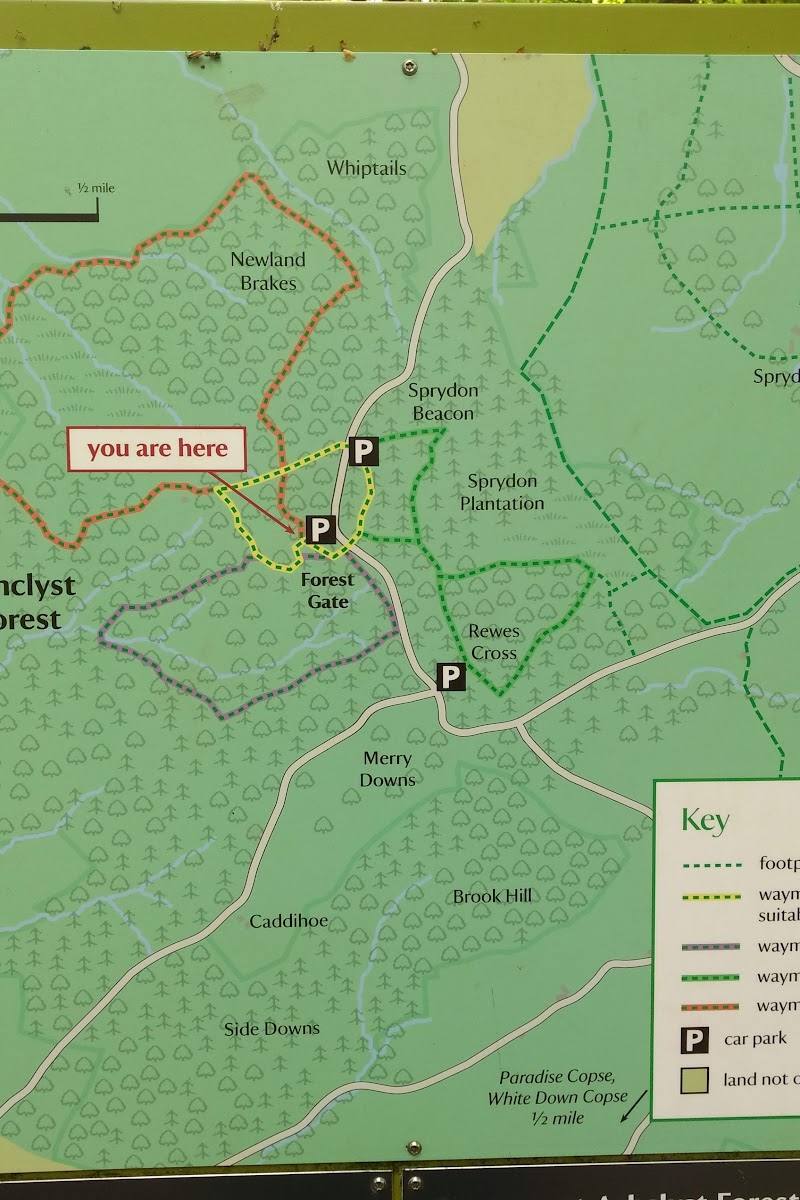 Ashclyst Forest — Place photograph