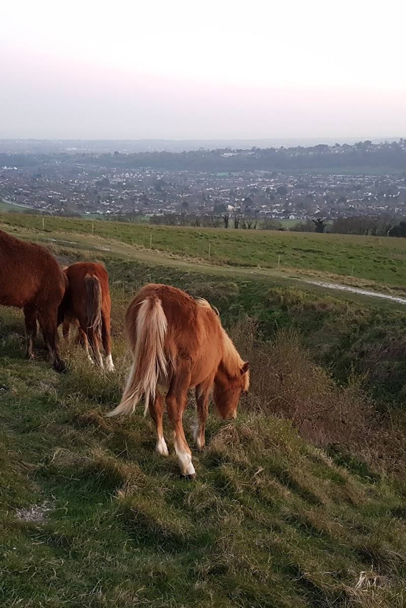 National Trust - Cissbury Ring