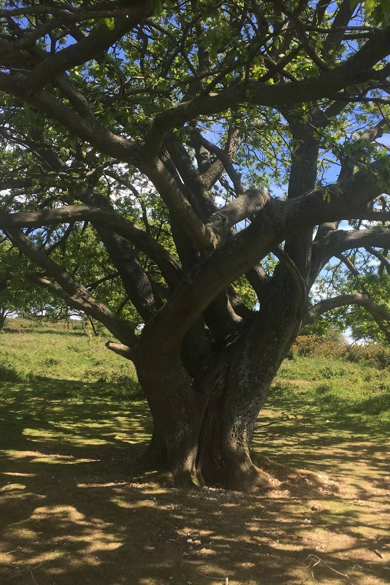 National Trust - Cissbury Ring