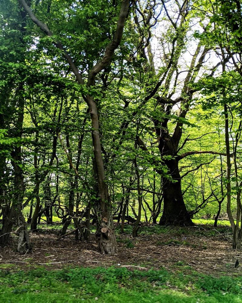 Cobham Wood and Darnley Mausoleum — Source image
