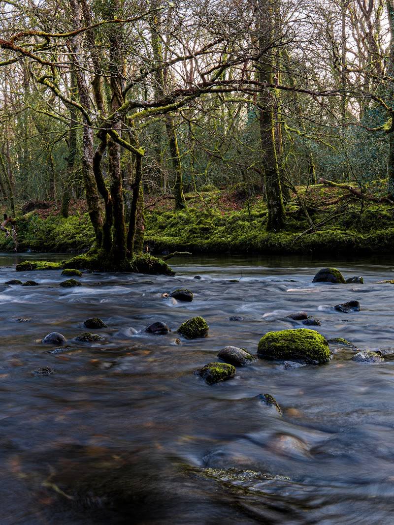 Hembury and Holne Woods — Place photograph