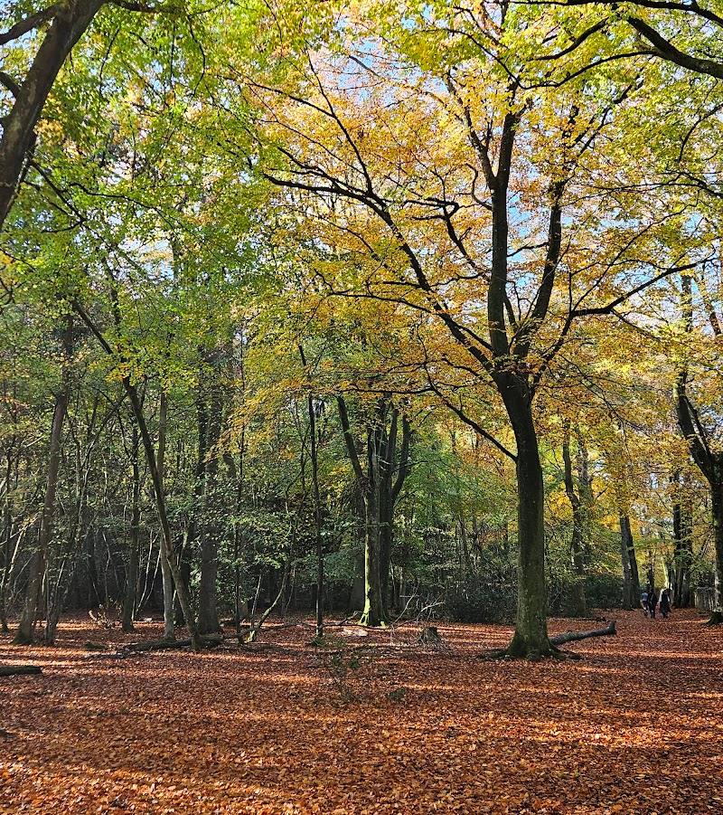 Leigh Woods — Place photograph