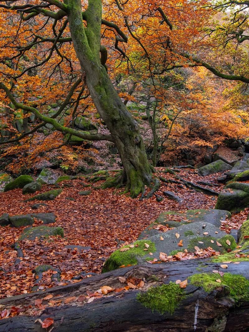 National Trust Padley Gorge