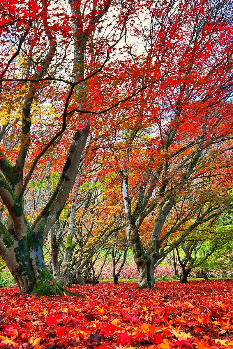National Trust - Winkworth Arboretum