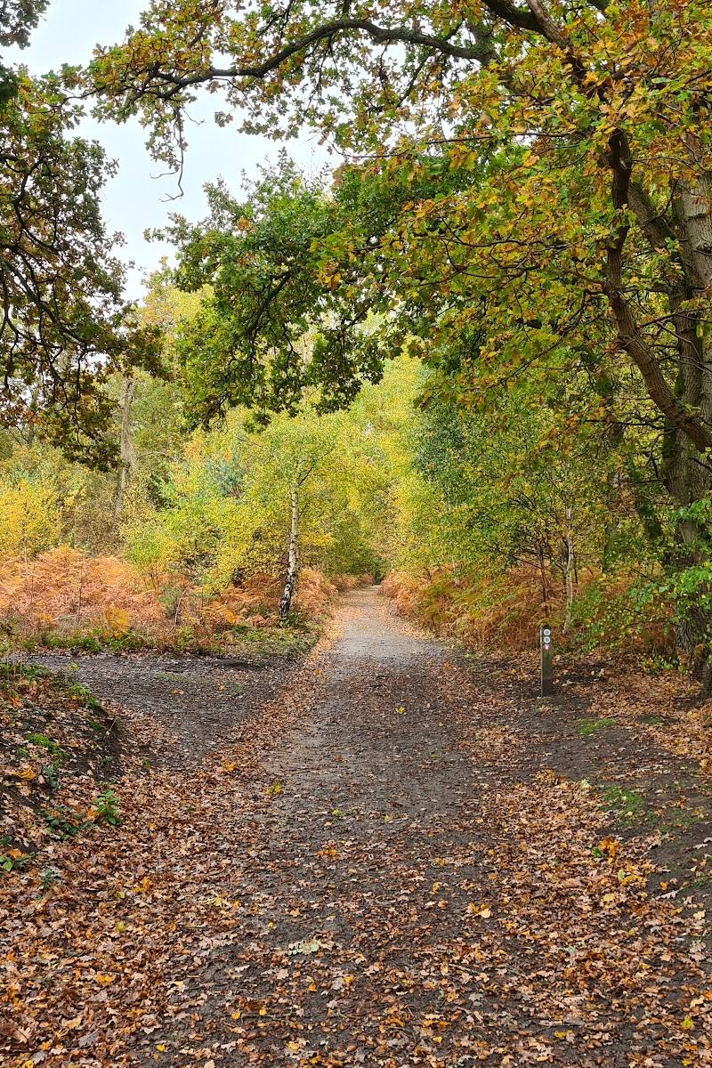 Witley and Milford Commons — Place photograph (2 of 3)
