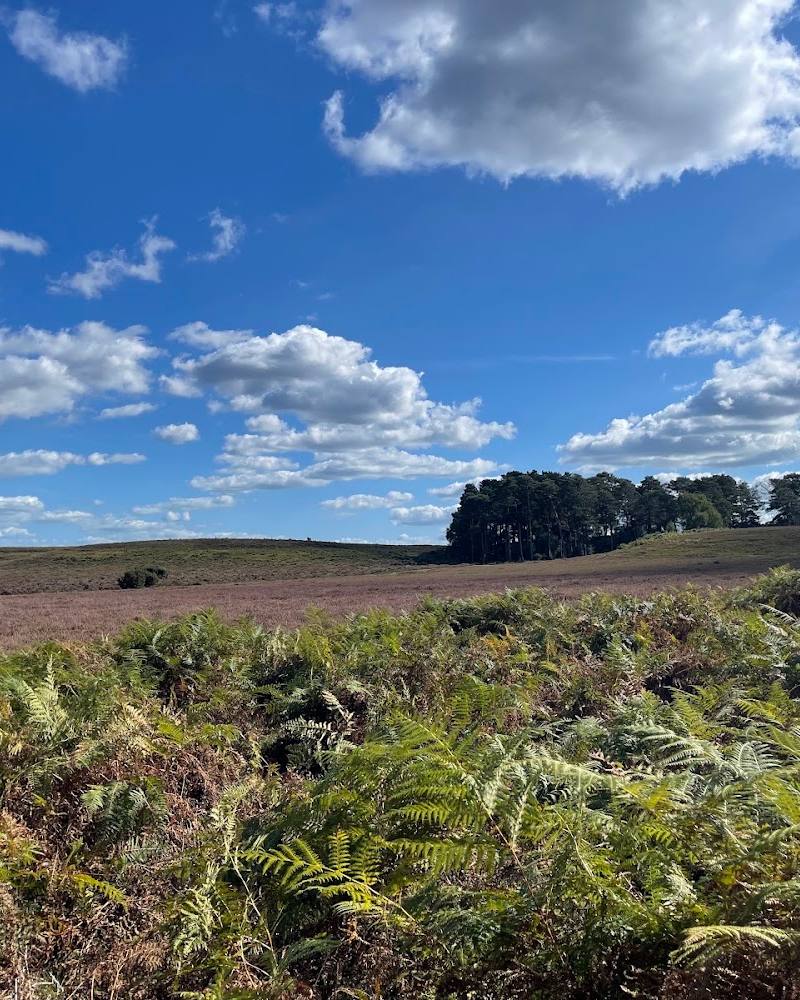 New Forest National Park — Source image