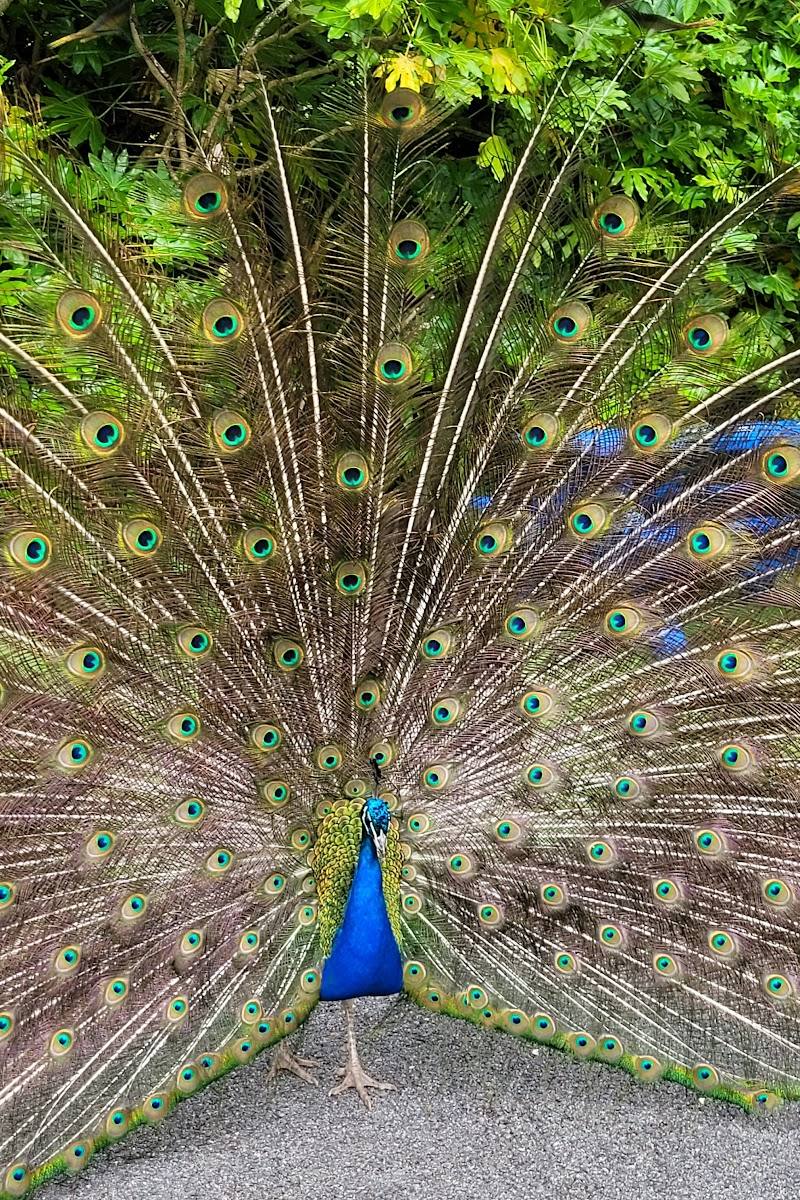 Newquay Zoo