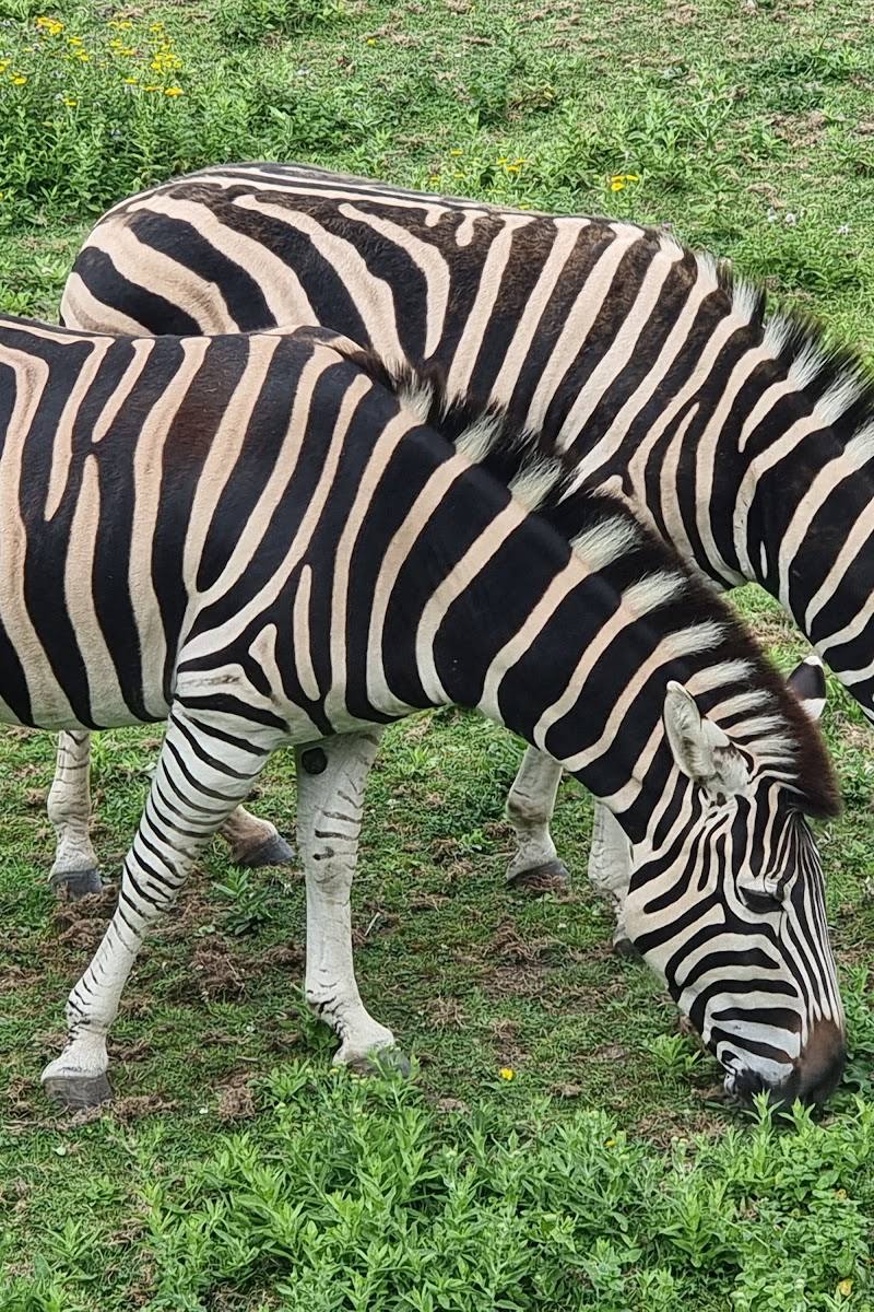 Newquay Zoo