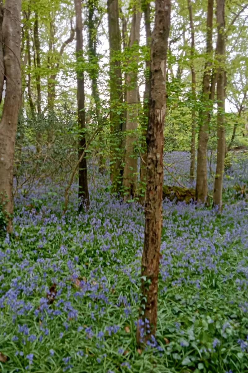 Nicholaston Wood — Place photograph (2 of 3)