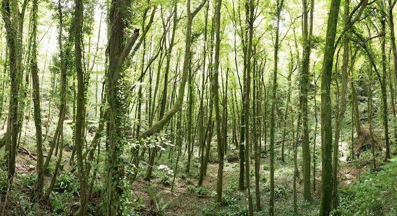 Nicholaston Wood — Place photograph (3 of 3)