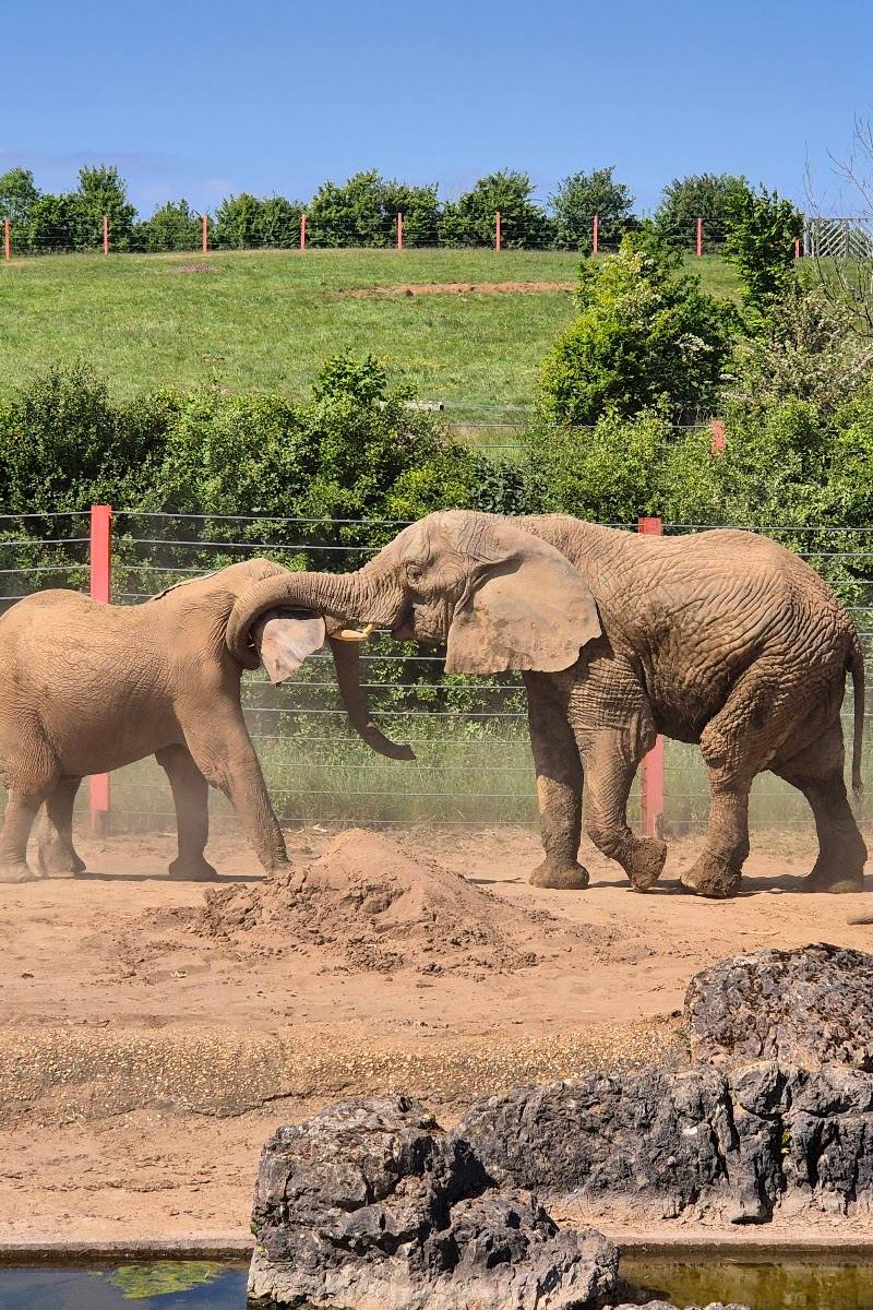 Noah's Ark Zoo Farm