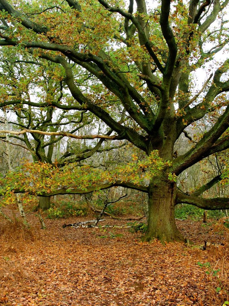 North Cliffe Wood Nature Reserve