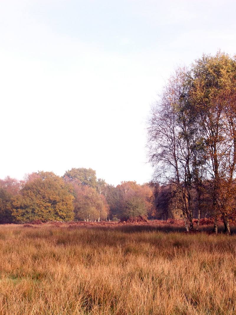 North Cliffe Wood Nature Reserve