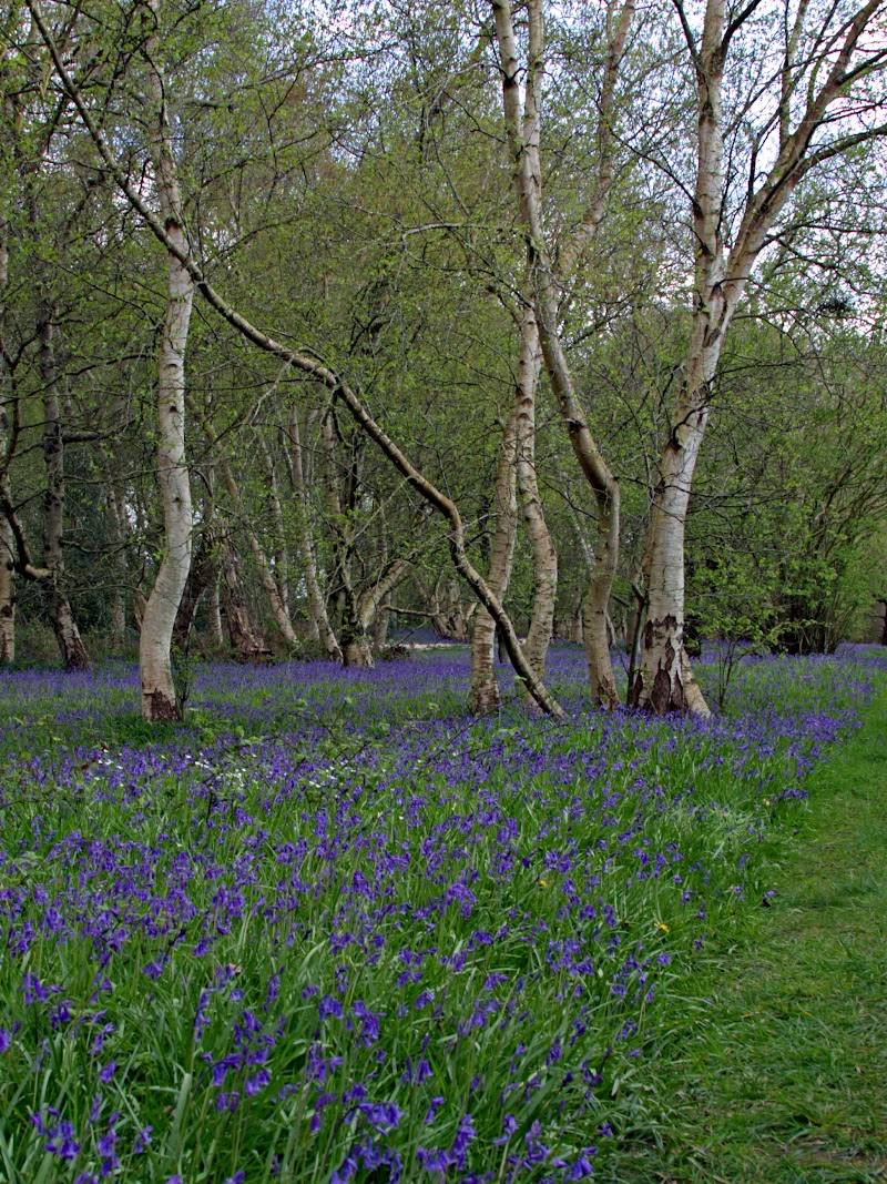 North Cliffe Wood Nature Reserve — Place photograph