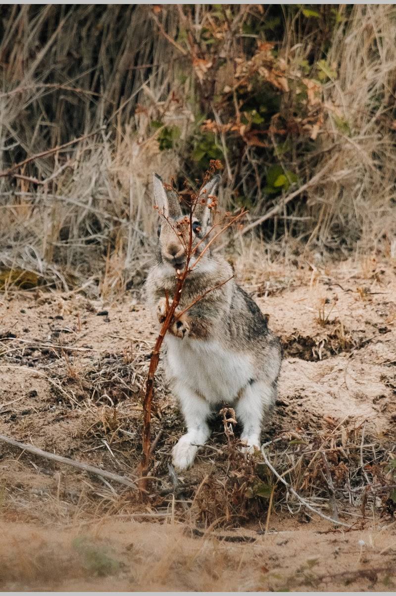 NWT Holme Dunes Nature Reserve — Place photograph (2 of 3)
