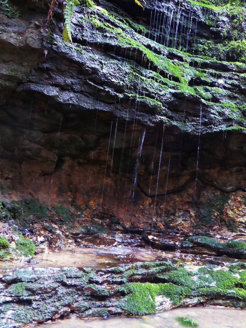 Old Roar Gill and Coronation Wood — Place photograph
