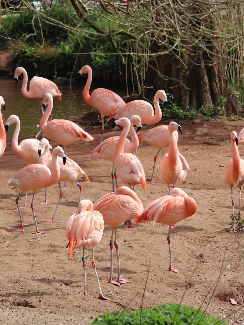Paignton Zoo