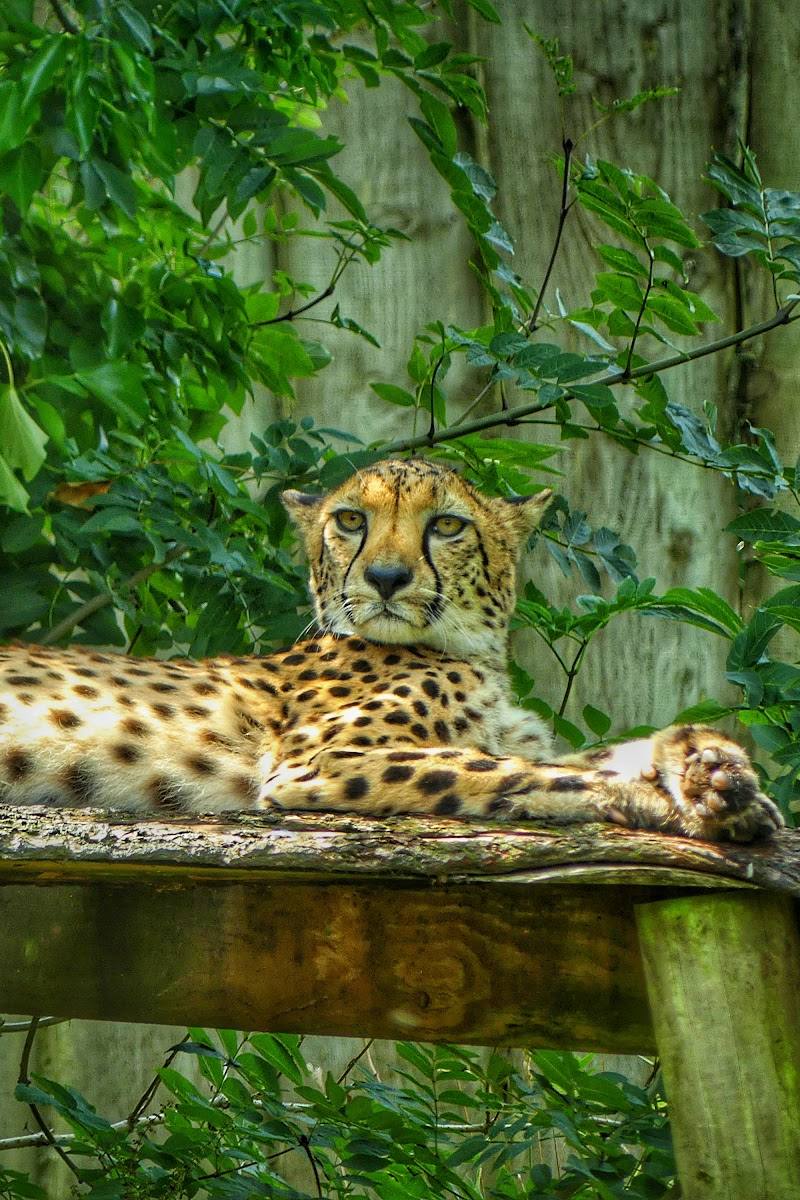 Paignton Zoo