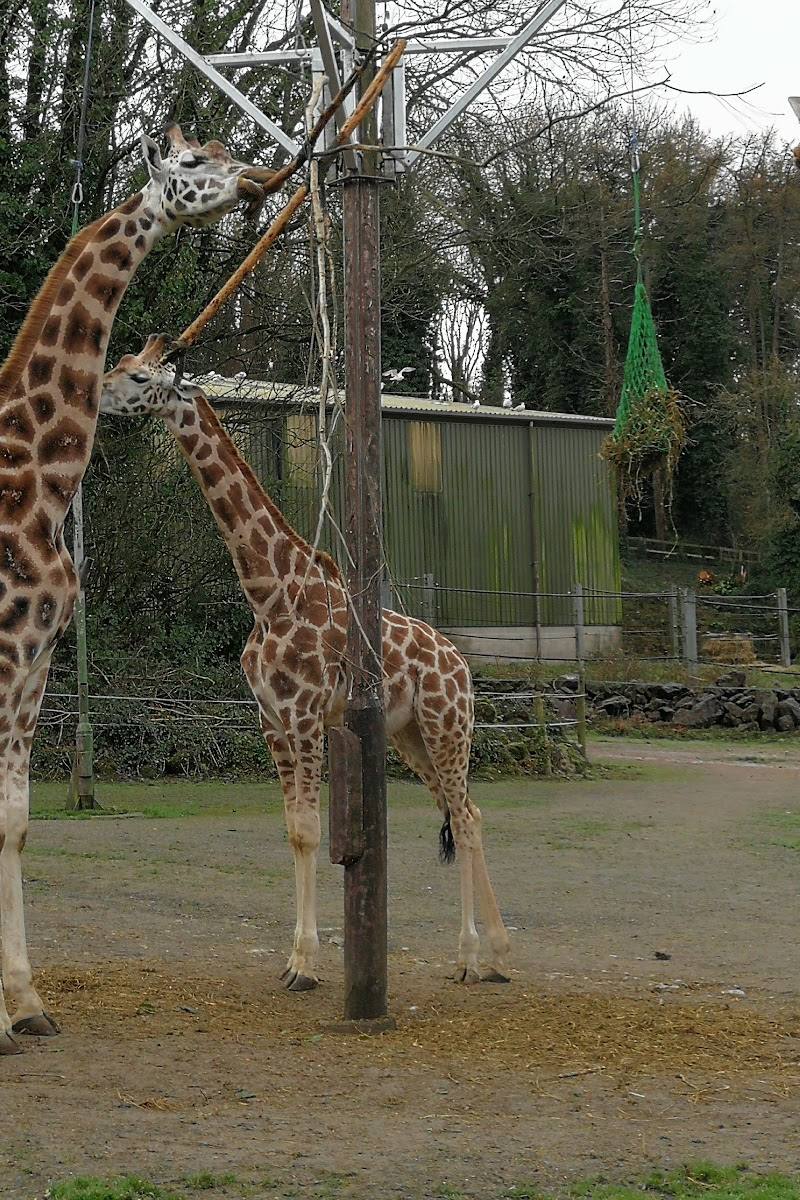 Paignton Zoo — Place photograph