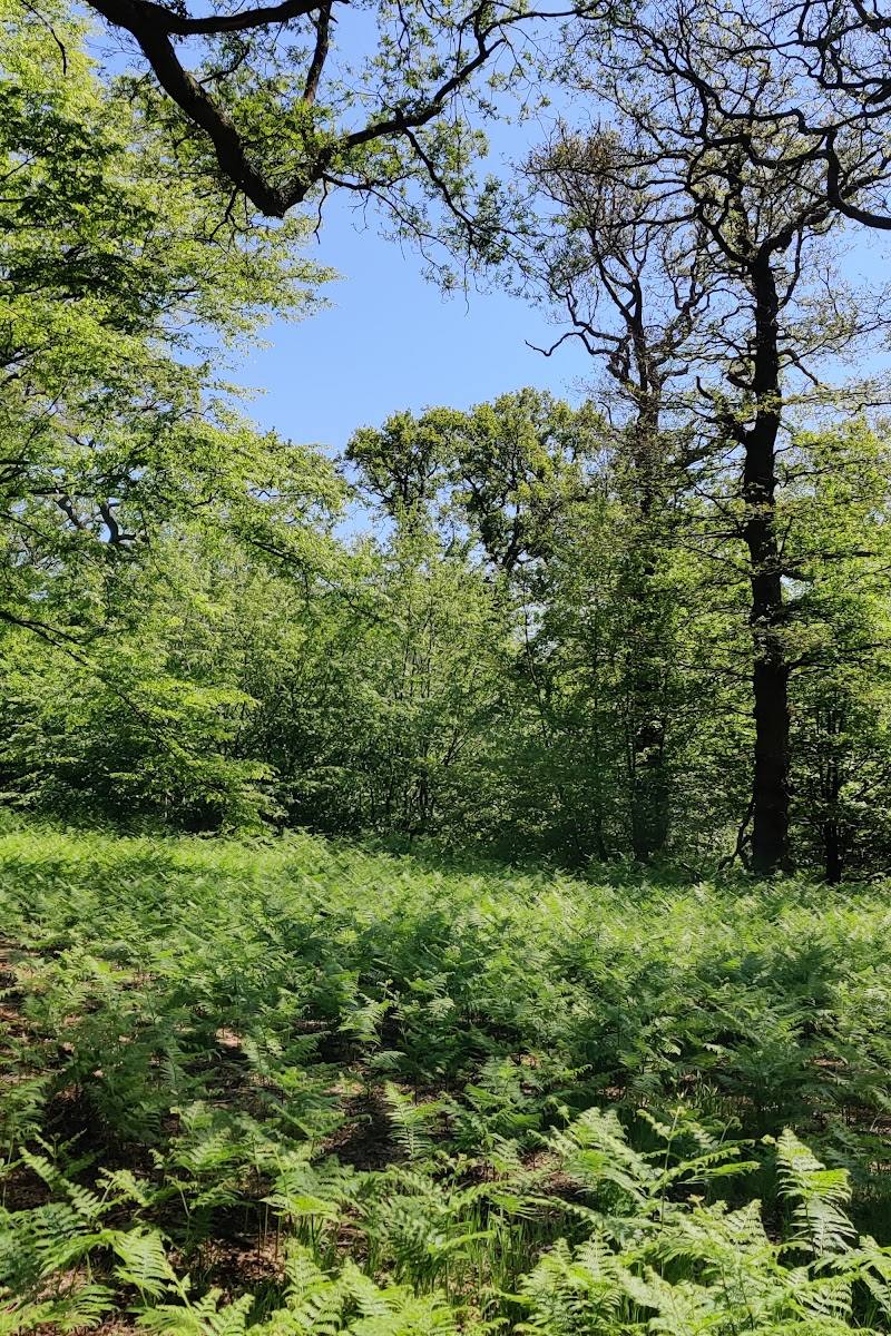Parndon Wood Nature Reserve