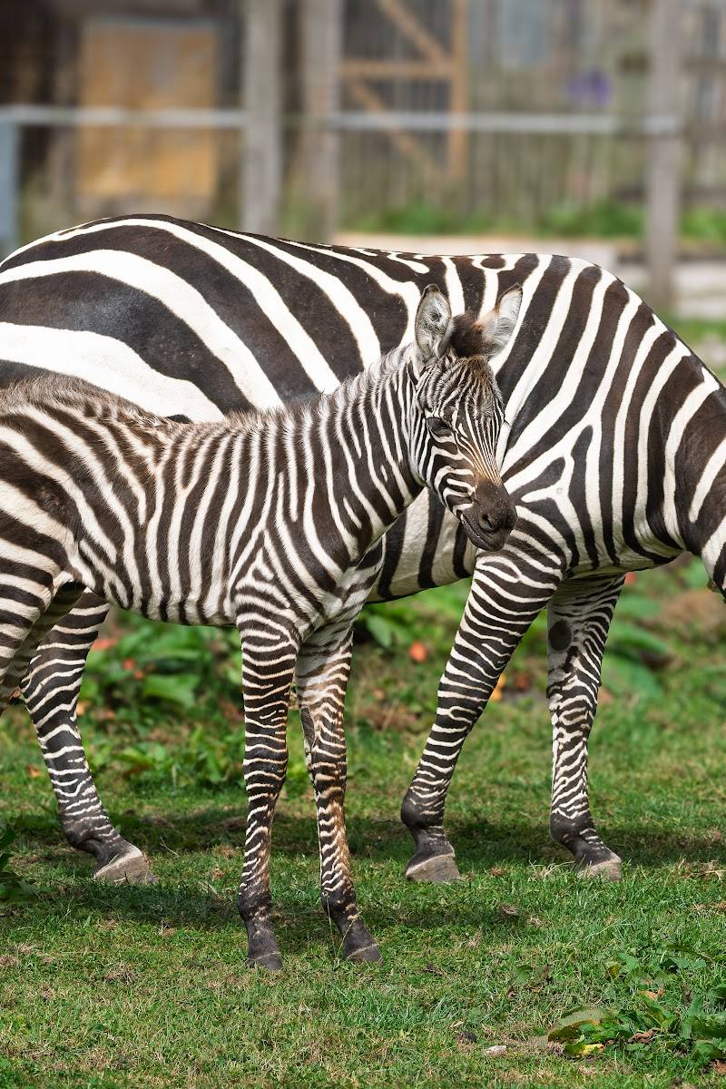 Peak Wildlife Park — Place photograph