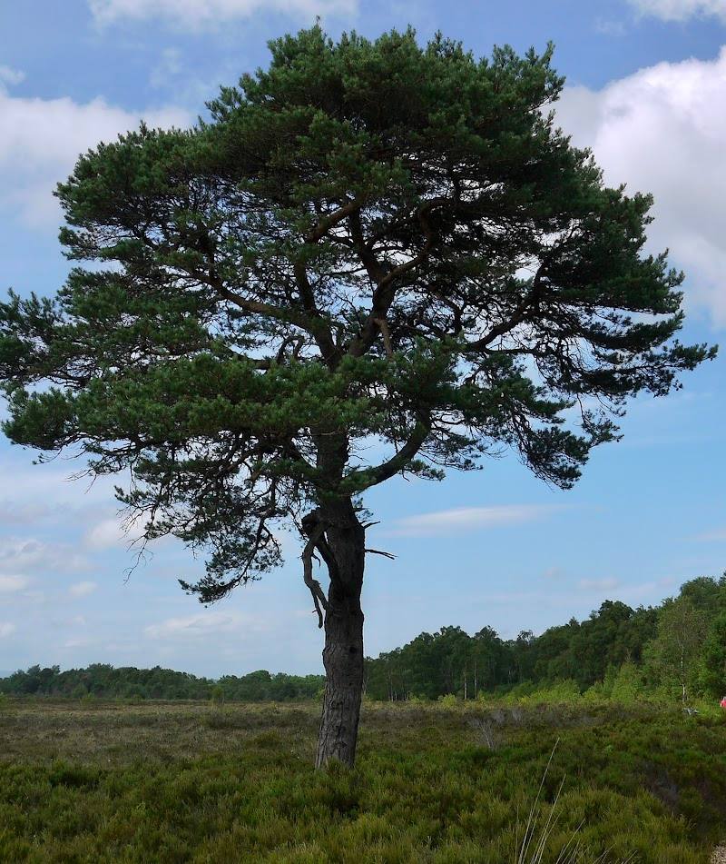 Peatlands Park — Place photograph (1 of 3)
