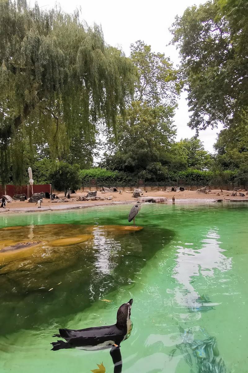 Penguin Pool — Place photograph