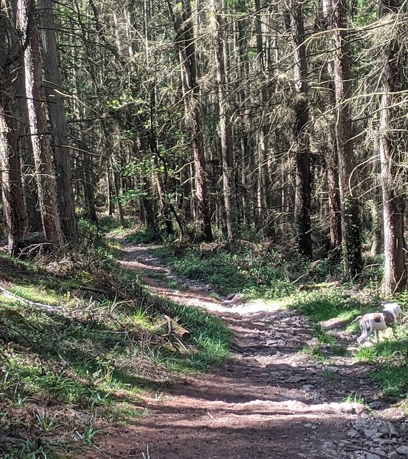 Pentraeth Forest — Place photograph