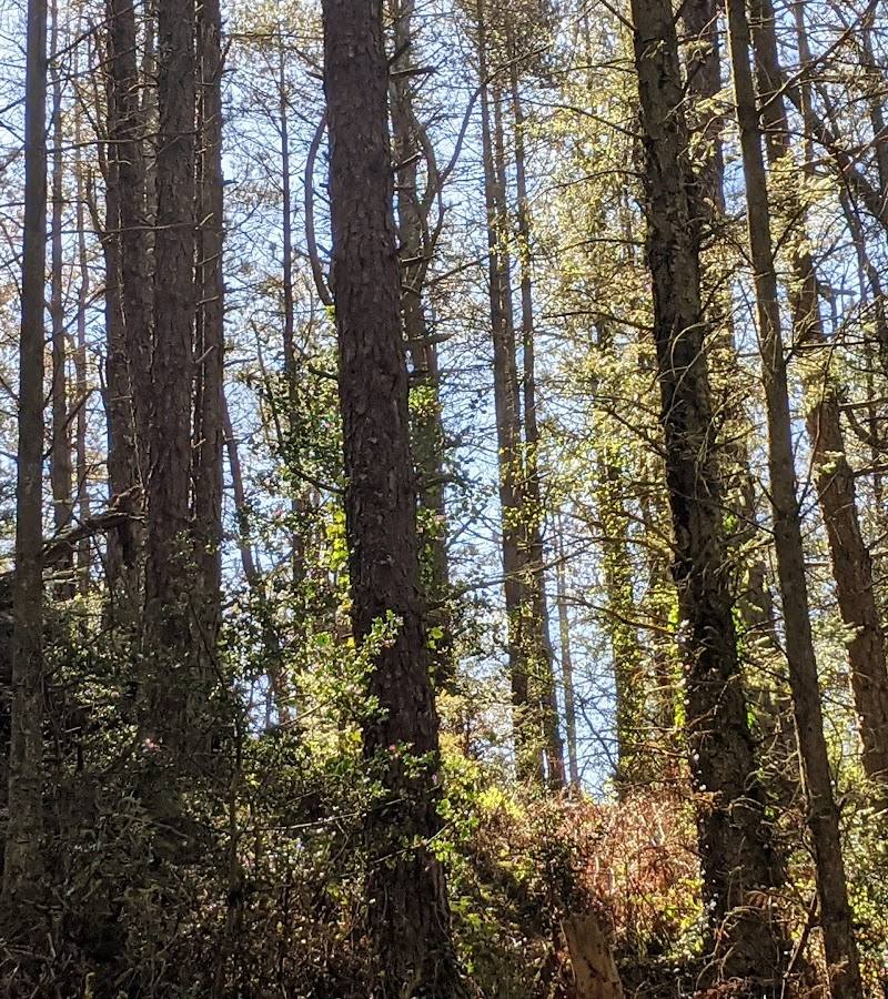 Pentraeth Forest — Place photograph (2 of 3)