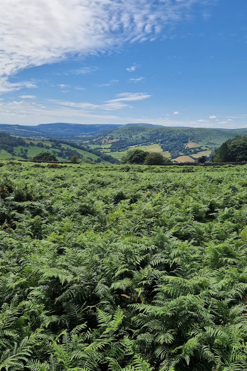 Pentwyn Iron Age Hill Fort — Place photograph (3 of 3)