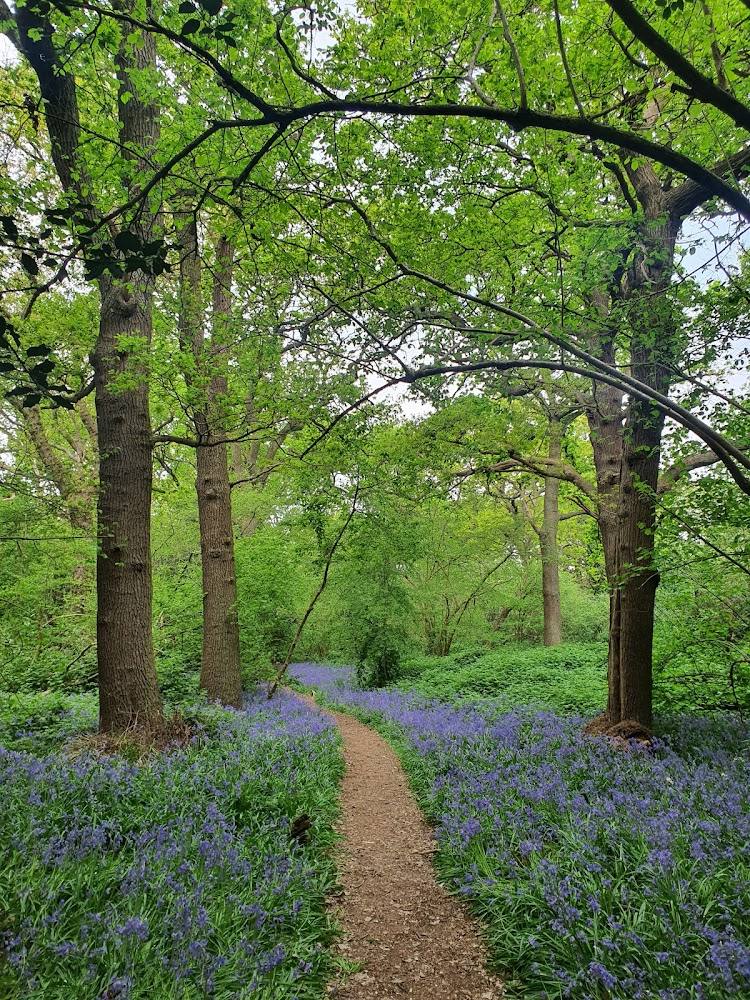 Perivale Wood — Source image