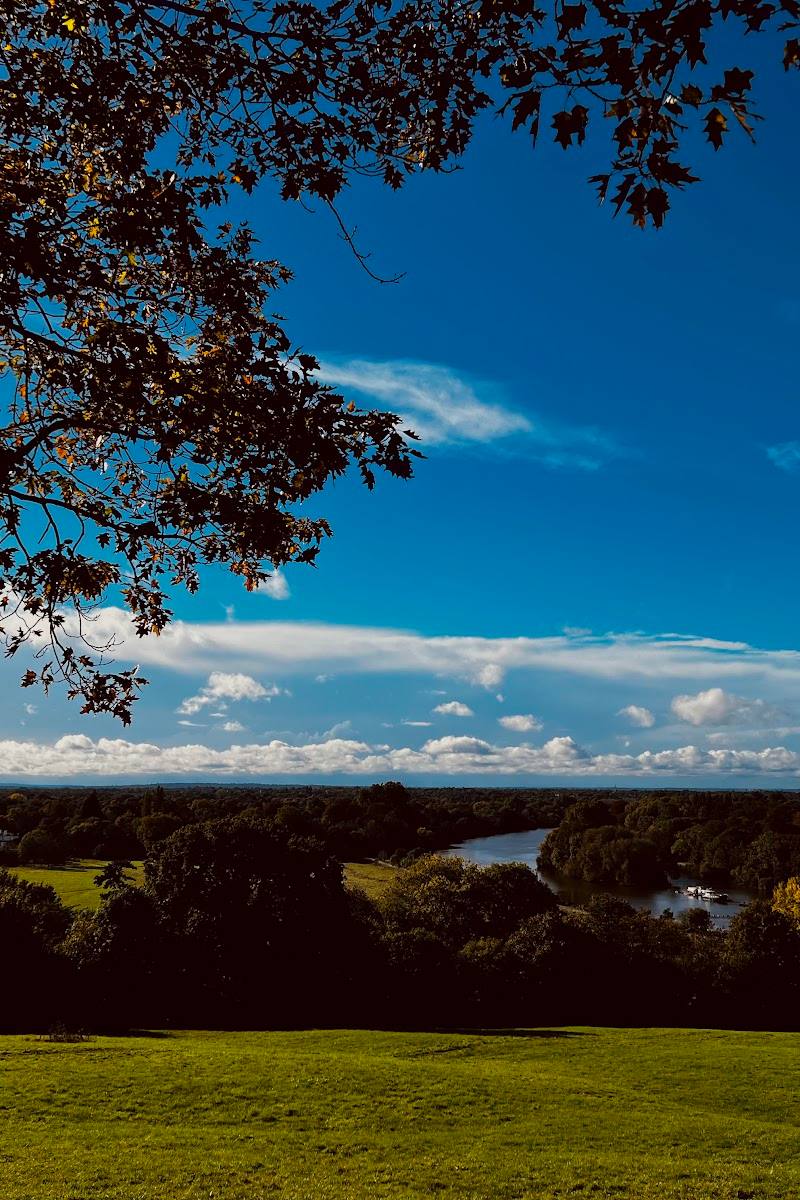 Petersham Common Woods
