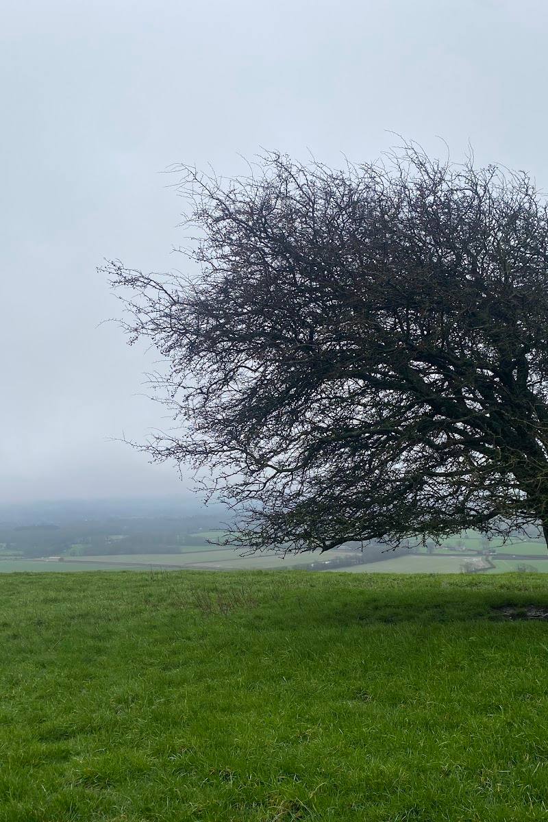 Pewsey Downs National Nature Reserve