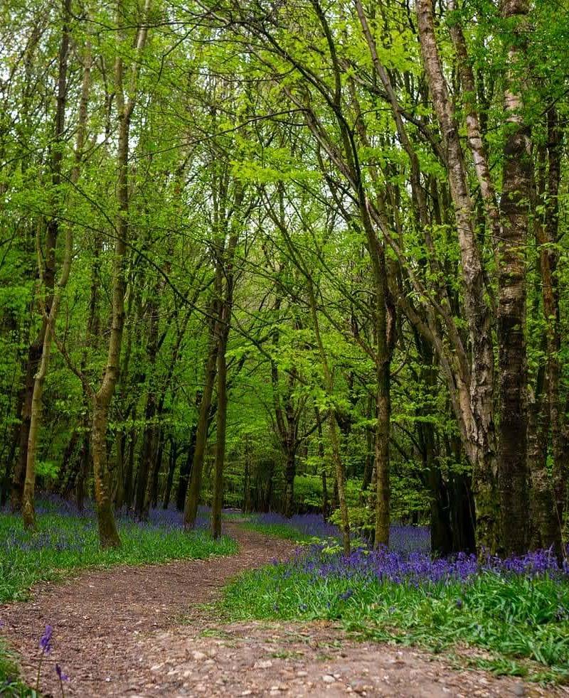 Philipshill Wood — Source image