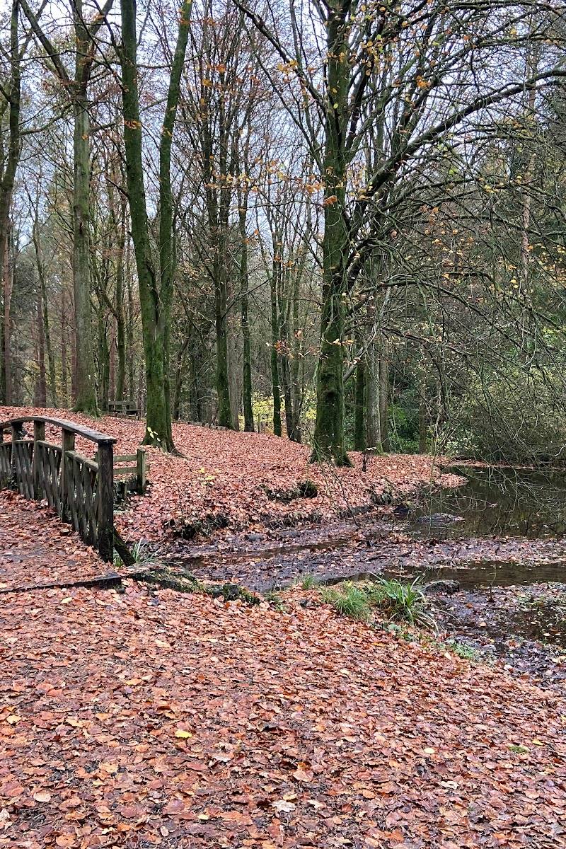 Portglenone Forest