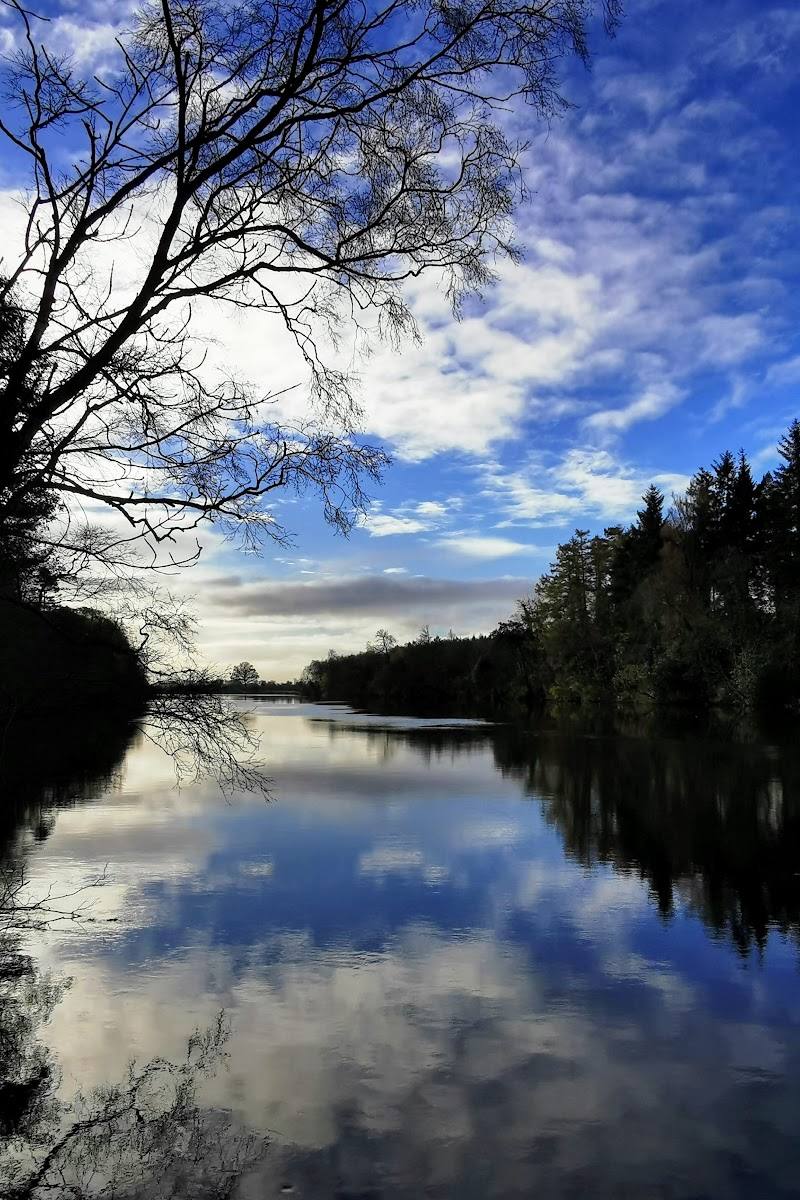 Portglenone Forest