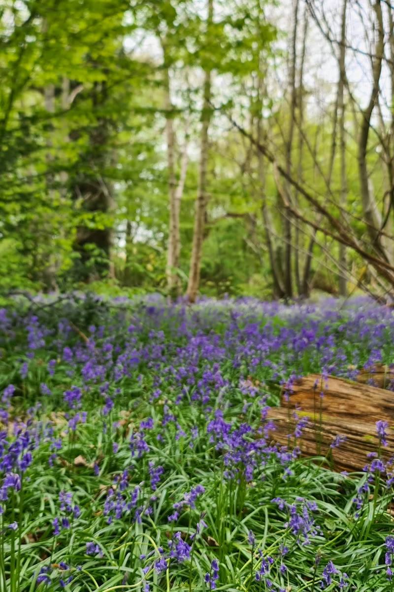 Pound Wood Nature Reserve