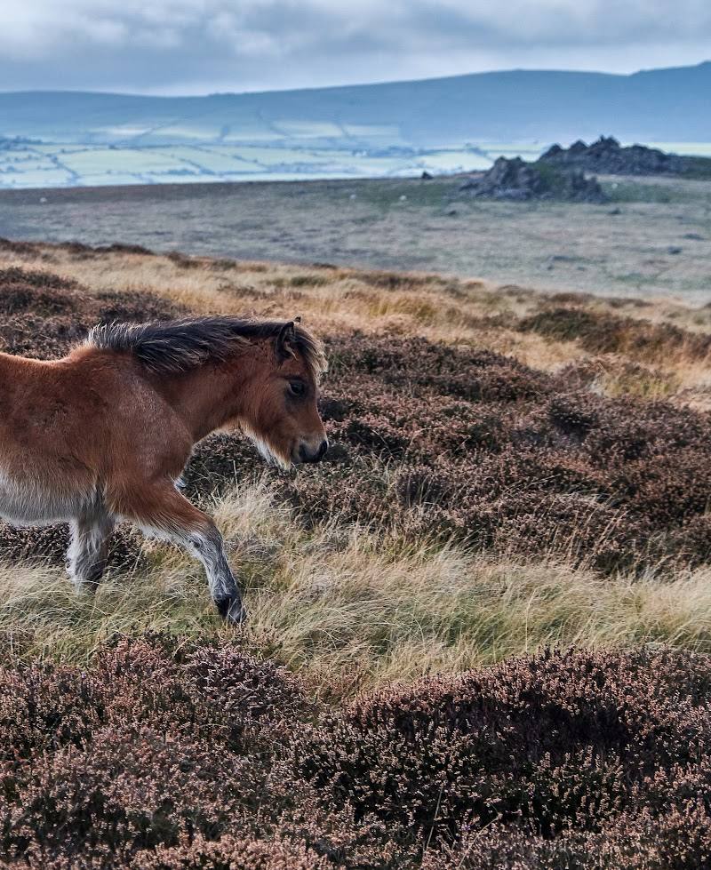 Preseli Hills