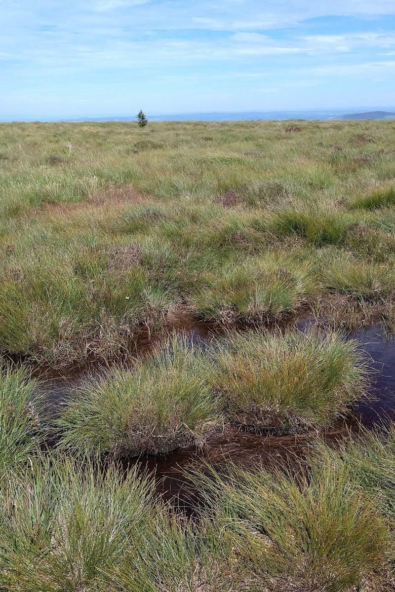 Preseli Hills