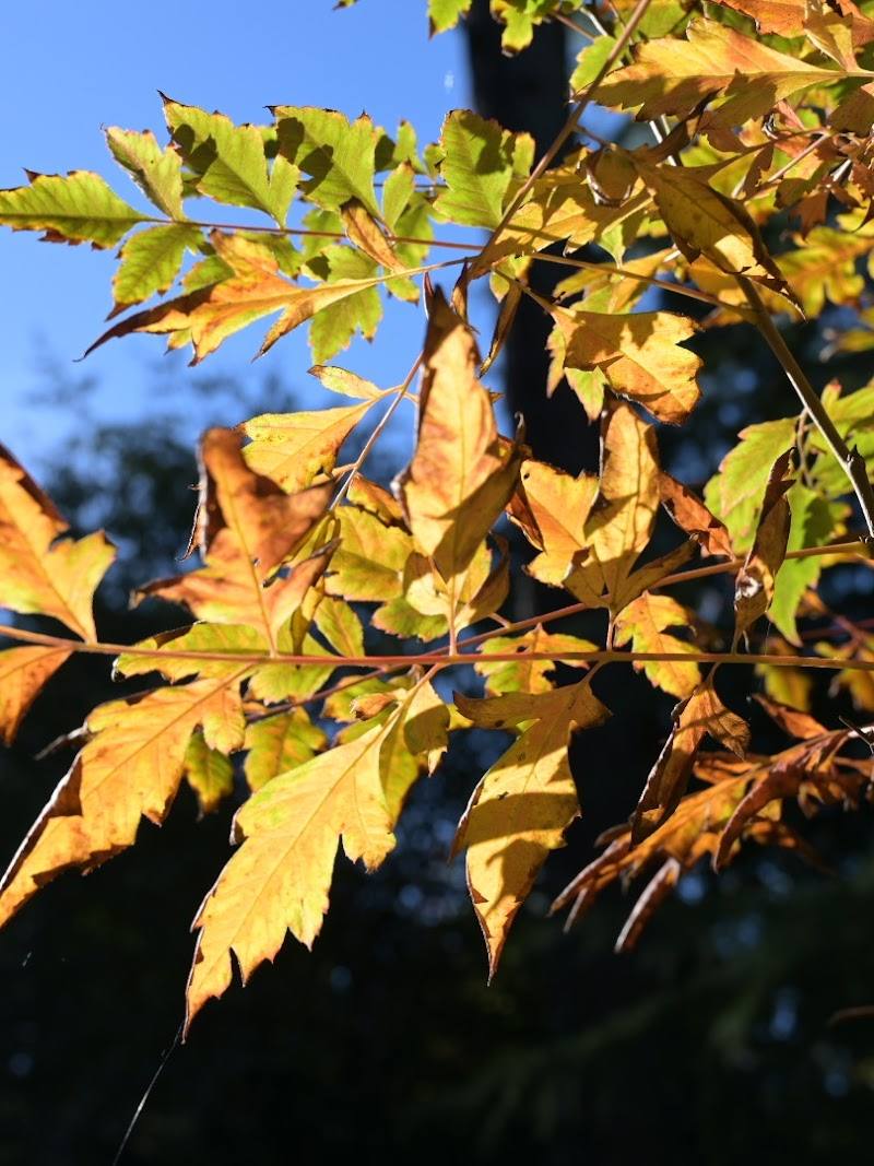 Priestfield Arboretum