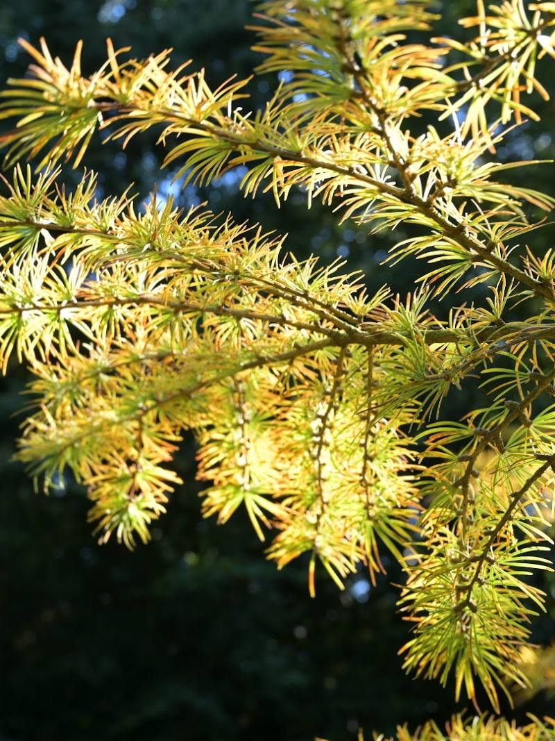 Priestfield Arboretum
