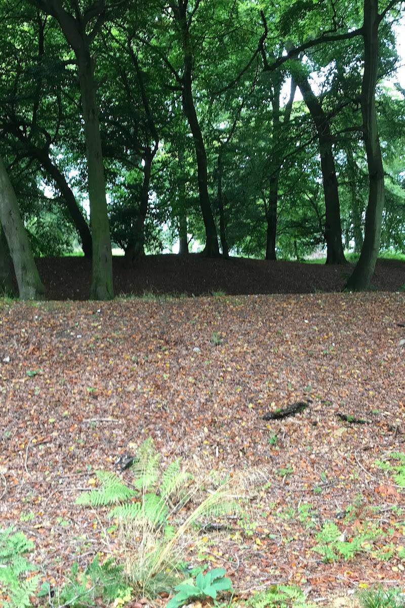Pulpit Hill Hillfort — Place photograph