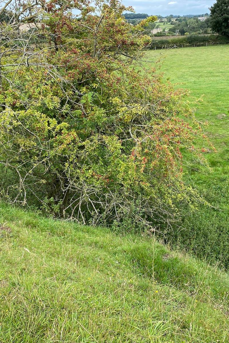 Rainsborough Hill Fort