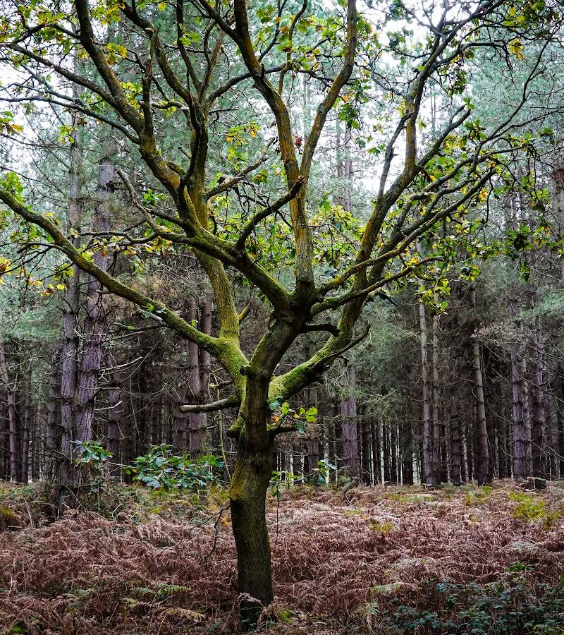 Rendlesham Forest — Place photograph (1 of 3)